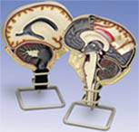 Cerebrospinal Fluid Circulation Anatomical Brain Model