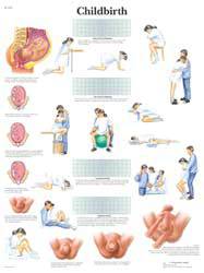 Childbirth Chart