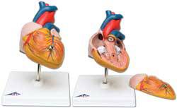 Heart Model