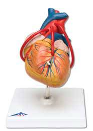 Heart w/ Bypass Model