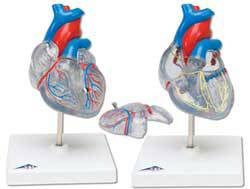 Heart w/ Conducting System Model