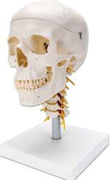 Skull on Cervical Spine Model