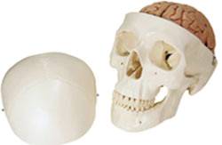 Skull w/ Brain Model