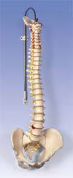 Classic Flexible Spine Model