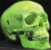 Classic Neon Skull