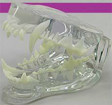 Clear Canine Jaw Model