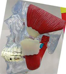 Clear Skull Model Pathologies