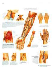 Blood Vessel and Nerve Pathways Chart