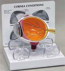 Human Eye Model Cross-Section