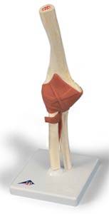 Deluxe Anatomical Functional Elbow Joint Model