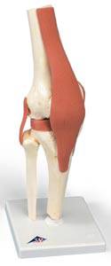 Deluxe Anatomical Functional Knee Joint Model