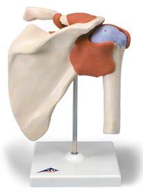 Deluxe Anatomical Functional Shoulder Joint Model