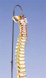 Deluxe Flexible Spine w/ Femur Heads and