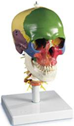 Skull on Cervical Spine Model