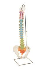 Didactic Flexible Spine Model