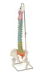 Didactic Flexible Spine w/ Femur Heads Model