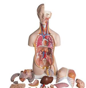 Dual Sex Torso Anatomical Model 24-parts