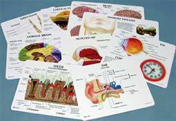 Educational Human Anatomy Cards