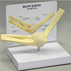 Elbow Joint Model