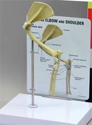 Feline Elbow & Shoulder Model