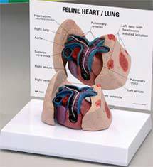 Feline Heart and Lung Model