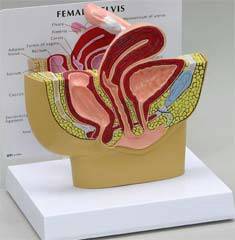 Female Pelvis Cross Section