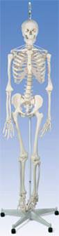 Flexible Skeleton Model