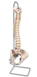 Flexible Spine w/ Female Pelvis Model