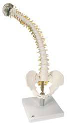 Flexible Spine w/ Intervertevral Discs Model