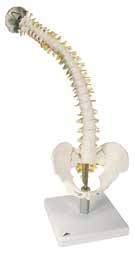 Flexible Spine w/ Intervertevral Discs Models