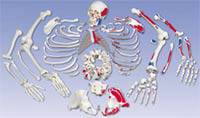 Full Painted Disarticulated Skeleton Model