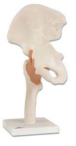 Functional Anatomical Hip Joint
