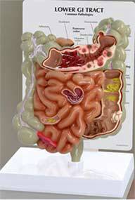 GI Tract & Colon Model