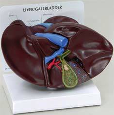 Gallbladder 
