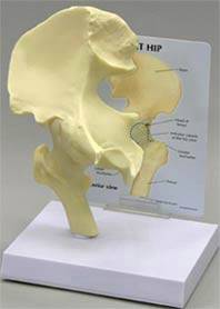 Hip Joint Model