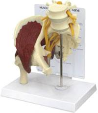 Hip Joint Model w/ Muscles & Sciatic Nerve