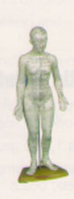 Human Acupuncture Model Female 19 in.
