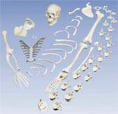 Human Disarticulated Full Skeleton Model