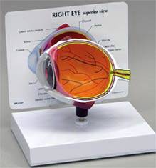 Human Eye Model