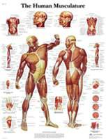 Human Muscle Chart