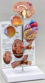 Hypertension Model