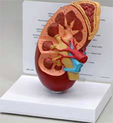 Anatomical Kidney Model