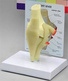 Knee Joint Anatomical Model