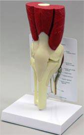 Muscled Knee Joint Anatomy Model