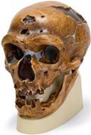La Chapelle-Aux-Saints Anthropological Skull