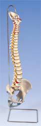 Lifetime Flexible Spine Femur Heads Model