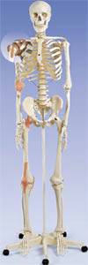 Ligament Skeleton Model