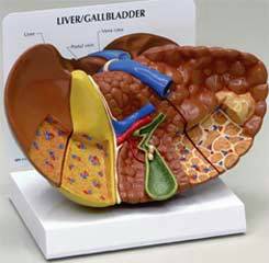 Liver Cancer Models