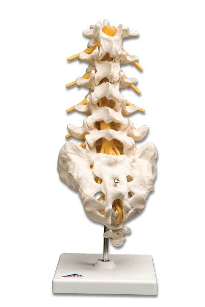 Lumbar Spinal Column Model