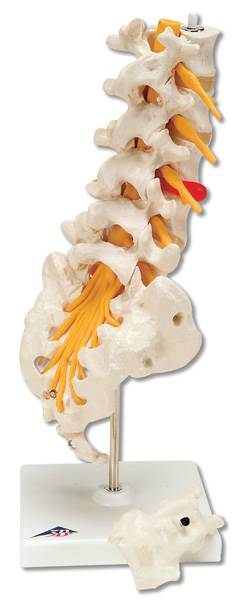 Lumbar Spinal Column Model